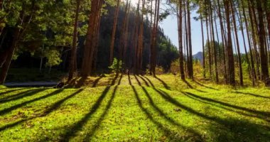 4k Dağı Evergreen Çam Ağacı Ormanı yaz veya sonbahar zamanında zaman aşımına uğrar. Vahşi doğa, berrak su ve kırsal vadi. Güneş ışınları, küçük dere ve sarı otlar. Motorlu doli kaydırma hareketi