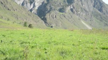 Sırt çantası ile yeşil dağ çayır üzerinde yürüyen adam hiking. Yaz spor ve eğlence kavramı.