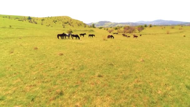 Terbang di atas kawanan kuda liar di padang rumput gunung. Gunung musim panas alam liar. Konsep ekologi kebebasan. — Stok Video