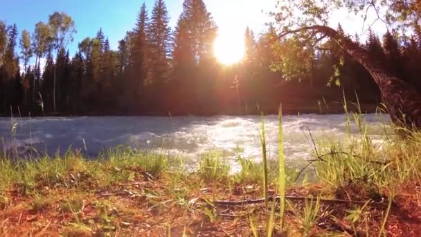 Pradera en la orilla del río de montaña. Paisaje con hierba verde, pinos y rayos de sol. Movimiento en la muñeca deslizante motorizada. — Vídeo de stock