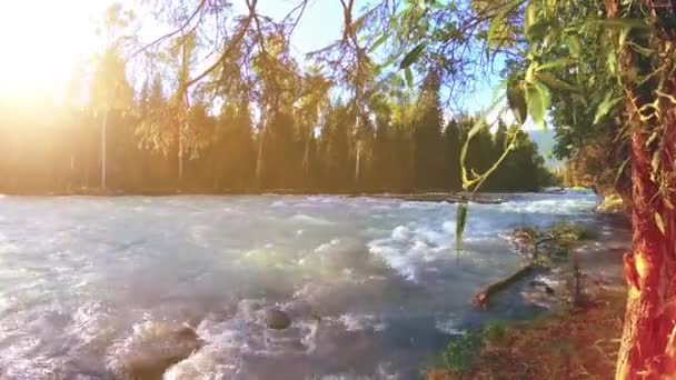 Prairie au bord de la rivière de montagne. Paysage avec herbe verte, pins et rayons du soleil. Mouvement sur poupée coulissante motorisée. — Video