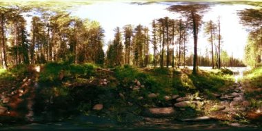 Vahşi bir ormanın 360 VR sanal gerçekliği. Çam ormanı, küçük, hızlı, soğuk dağ nehri. Ulusal park.