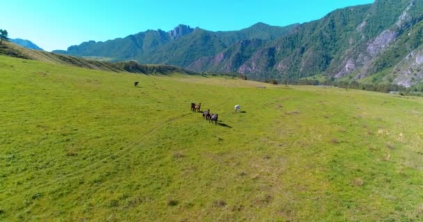 Terbang di atas kawanan kuda liar di padang rumput. Gunung musim semi alam liar. Konsep ekologi kebebasan. — Stok Video