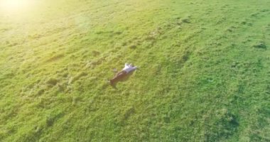 Yeşil çimlerin üzerinde sarı kırsal alanda not defteri olan bir adamın etrafında alçak yörünge uçuşları..