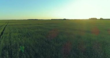 Yaz mevsiminde, sonsuz sarı manzaralı kırsal arazinin üzerinde alçak irtifa uçuşu. Ufuktaki güneş ışınları.