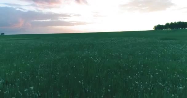 Vista aérea 4K UHD. Vuelo bajo sobre el paisaje rural de verano con campo verde sin fin en la soleada noche de verano. Rayos de sol en el horizonte. Movimiento horizontal rápido. — Vídeo de stock