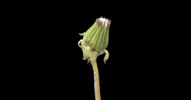 Karahindibanın zaman aşımına uğraması yakın görüş sağlıyor. Çiçek grubunun çiçek açtığı makro çekim. Yavaş çekim dönüşü. Siyah üzerine izole krom anahtar.