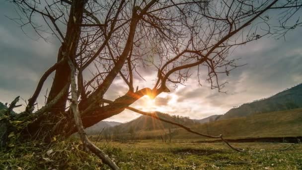Time lapse of death tree and dry yellow grass at mountian landscape with clouds and sun rays. Movimiento deslizante horizontal Video de stock
