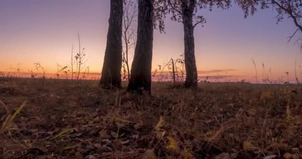 Meadow timelapse no verão ou no outono. Campo rural bruxa raios de sol, árvores e grama verde. Motorizado dolly slider ao nascer do sol — Vídeo de Stock