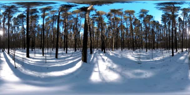 360 vr krásná zasněžená krajina v divoké sibiřské přírodě během zimního slunečného rána nebo západu slunce. Klidný, tichý les s bílým sněhem a obrovskými borovicemi — Stock video