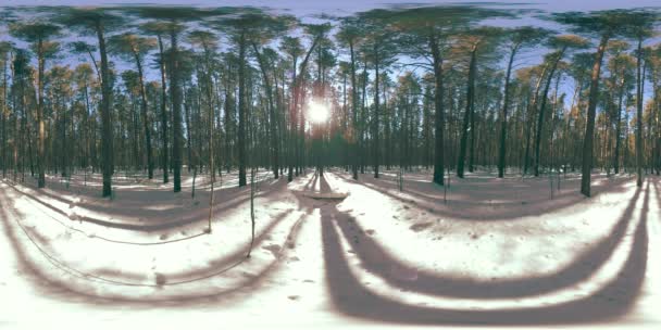 360 vr 의아름다운 눈 이 겨울 햇빛 이 잘 드는 아침이나 일몰 때 야생의 시베리아 자연의 풍경을 뒤덮었습니다. 흰색 눈 과 거대 한 소나무 가무 성하고 조용 한 숲 — 비디오