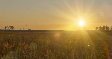 Yaz günbatımında düz tepe çayır zaman çizelgesi. Vahşi doğa ve kırsal çimler. Güneş ışınları ve ağaçlar. Motorlu doli kaydırıcı