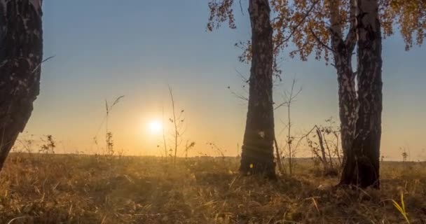 Часовий пояс лугу в літній або осінній час. Сільське поле відьом сонячні промені, дерева і зелена трава. Моторизований ляльковий повзунок на sunsset — стокове відео
