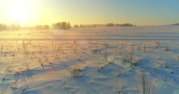 Arktik çayırlı soğuk kış manzarası, karla kaplı ağaçlar ve ufukta sabah güneşleri.. — Stok video