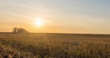 Sonbahar günbatımında çayır zamanı. Vahşi doğa ve kırsal çimler. Güneş ışınları ve sarı çimenler. Motorlu doli kaydırma ve panorama hareketi