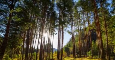 4k Dağı Evergreen Çam Ağacı Ormanı yaz veya sonbahar zamanında zaman aşımına uğrar. Vahşi doğa, berrak su ve kırsal vadi. Güneş ışınları, küçük dere ve sarı otlar. Motorlu doli kaydırma hareketi