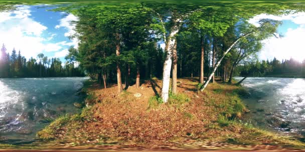 Εικονική πραγματικότητα 360 VR ενός άγριου δάσους. Δάσος πεύκου, μικρό γρήγορο, κρύο ποτάμι βουνού. Εθνικό πάρκο. — Αρχείο Βίντεο