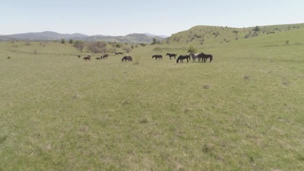 Vol au-dessus de chevaux sauvages troupeau sur prairie de montagne. Montagnes d'été nature sauvage. Couleur brute plate. — Video