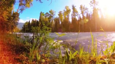 Dağ nehri kıyısındaki çayır. Yeşil çimlerle, çam ağaçlarıyla ve güneş ışınlarıyla kaplı bir manzara. Motorlu kaydırma kulesinde hareket.