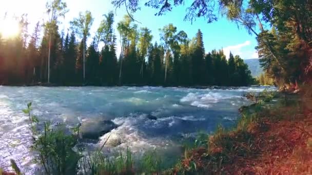 Meadow at mountain river bank. Landscape with green grass, pine trees and sun rays. Movement on motorised slider dolly. — Stock Video