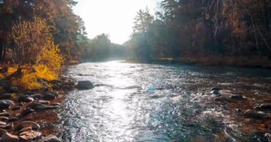 4K dağ nehri zaman dilimi yaz ya da sonbahar zamanı. Vahşi doğa, berrak su ve her zaman yeşil olan kırsal vadi. Güneş ışınları, küçük dere ve sarı otlar. Motorlu doli kaydırma hareketi