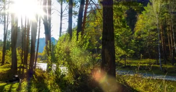 Mountain evergreen pine tree forest timelapse at the summer or autumn time. Wild nature, clear water and rural valley. Sun rays, small creek, river and yellow grass. Motorised dolly slider movement — Stock Video