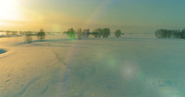 Drohne Luftaufnahme Der Kalten Winterlandschaft Arktisches Feld Bäume Mit Frost — Stockvideo