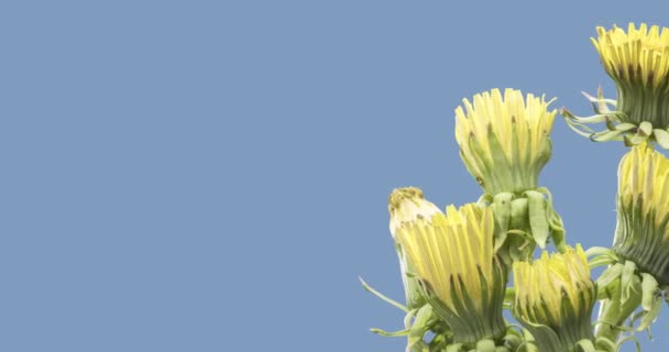 Проміжок Часу Відкриття Кульбаби Крупним Планом Макрозйомка Групи Квітів Цвіте — стокове відео