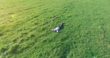 Havadan bakış açısı. Sarı kırsal alanda yeşil çimlerin üzerinde dizüstü bilgisayarı olan bir adam etrafında alçak yörüngeden uçuyordu. Sıradan giyinmiş. Güneş ışınları. Radikal hareket.