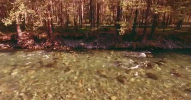 4K hava bakış açısı. Güneşli yaz sabahında, taze, hızlı dağ nehri üzerinde kayalıklarla alçak irtifa uçuşu. Yeşil çam ağaçları ve güneş ışınları. Saf soğuk su akıntısı.
