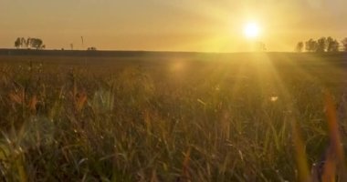 4K UHD düz tepe çayır zamanı yaz veya sonbahar günbatımında. Vahşi doğa ve kırsal çimler. Güneş ışınları ve yeşil ağaçlar. Motorlu doli kaydırıcı