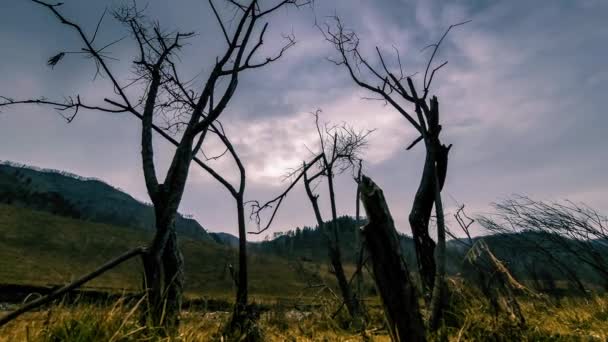 Uhd Time Lapse Death Tree Drought Disaster Dry Yellow Grass — Vídeo de stock