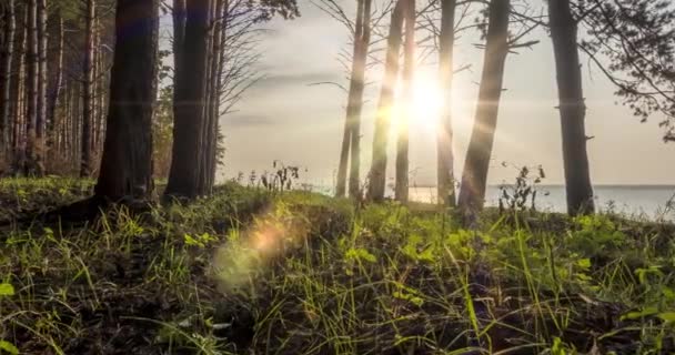 Uhd森林湖は夏または秋の時間にタイムラプスします 野生の自然と農村の牧草地 海の上に松の木 太陽線や雲の緑の森 電動ドリルスライダーの動き — ストック動画