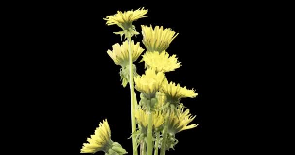 Caducidad Del Diente León Abriendo Vista Cerca Macro Brote Flores — Vídeos de Stock