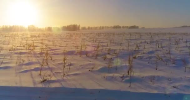 Widok Lotu Ptaka Mroźny Zimowy Krajobraz Arktycznym Polem Drzewa Pokryte — Wideo stockowe