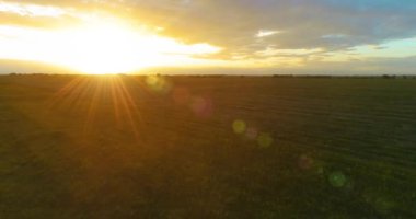 Hava görüntüsü. Güneşli yaz akşamlarında sonsuz sarı tarlaları olan yaz manzarasının üzerinde alçak uçuş. Ufukta yeşil ağaçlar ve güneş ışınları var. Hızlı yatay hareket. Sonbaharda tarım arazisi