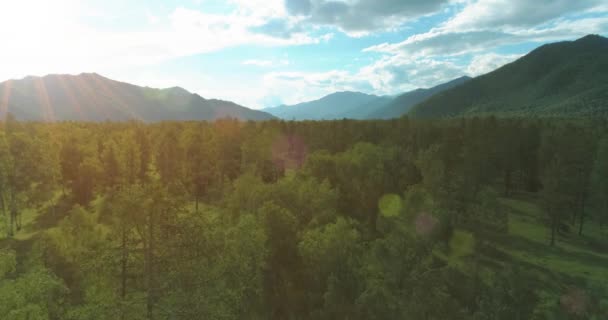 Luftaufnahme Tiefflug Über Immergrüne Kiefernlandschaft Mit Endlosem Bergwald Sonnigen Sommerabenden — Stockvideo