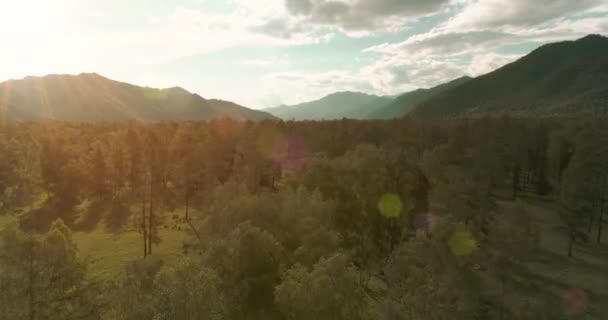 Вид Сверху Низкий Полет Над Вечнозеленым Сосновым Ландшафтом Бесконечным Горным — стоковое видео