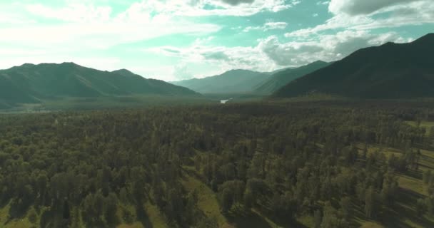Вигляд Повітря Низький Політ Над Вічнозеленим Сосновим Деревом Нескінченним Гірським — стокове відео