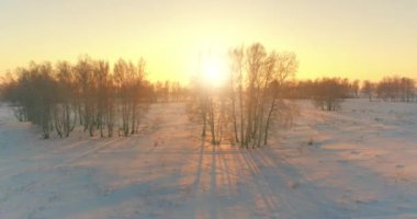 Arktik çayırlı soğuk kış manzarası, karla kaplı ağaçlar ve ufukta sabah güneşleri. Aşırı hava.