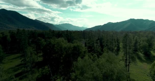 Aerial View Low Flight Evergreen Pine Tree Landscape Endless Mountain — Stock Video