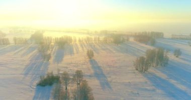 Arktik çayırlı soğuk kış manzarası, karla kaplı ağaçlar ve ufukta sabah güneşleri. Aşırı hava.