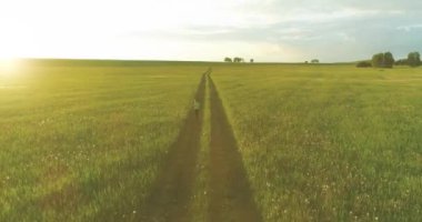 Sportif bir çocuğun havadan çekimleri buğday tarlasından geçiyor. Kırsal çayırlarda akşam sporu alıştırmaları. Mutlu bir çocukluk sağlıklı bir yaşam biçimidir. Açık havada koşma transferi. Radikal hareket, güneş
