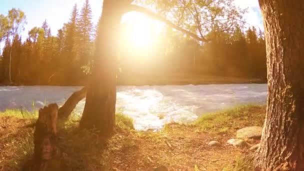 緑の芝生 松の木や太陽の光と山の川の銀行の風景で農村部の牧草地の4K Uhd 秋か夏の天気 電動スライダー上の滑らかな動きドリー — ストック動画