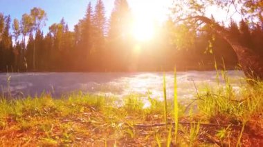 4K UHD dağlık nehir kıyısındaki çayırlarda yeşil çimenler, çam ağaçları ve güneş ışınları. Sonbahar ya da yaz havası. Motorlu kaydırma dolly üzerinde yumuşak hareket.