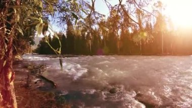 4K UHD dağlık nehir kıyısındaki çayırlarda yeşil çimenler, çam ağaçları ve güneş ışınları. Sonbahar ya da yaz havası. Motorlu kaydırma dolly üzerinde yumuşak hareket.