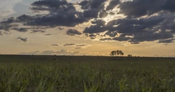 Uhd Flachhügel Wiese Zeitraffer Sommer Oder Herbst Sonnenuntergang Wilde Natur — Stockvideo