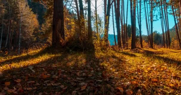 Berg Evergreen Tall Skog Timelapse Sommaren Eller Hösten Tid Vild — Stockvideo