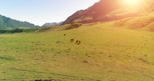 Luchtfoto Uhd Vlucht Lucht Wilde Paarden Kudde Weide Vlieg Lente — Stockvideo