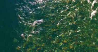 4K hava bakış açısı. Güneşli yaz sabahında, taze, hızlı dağ nehri üzerinde kayalıklarla alçak irtifa uçuşu. Yeşil çam ağaçları ve güneş ışınları. Saf soğuk su akıntısı.